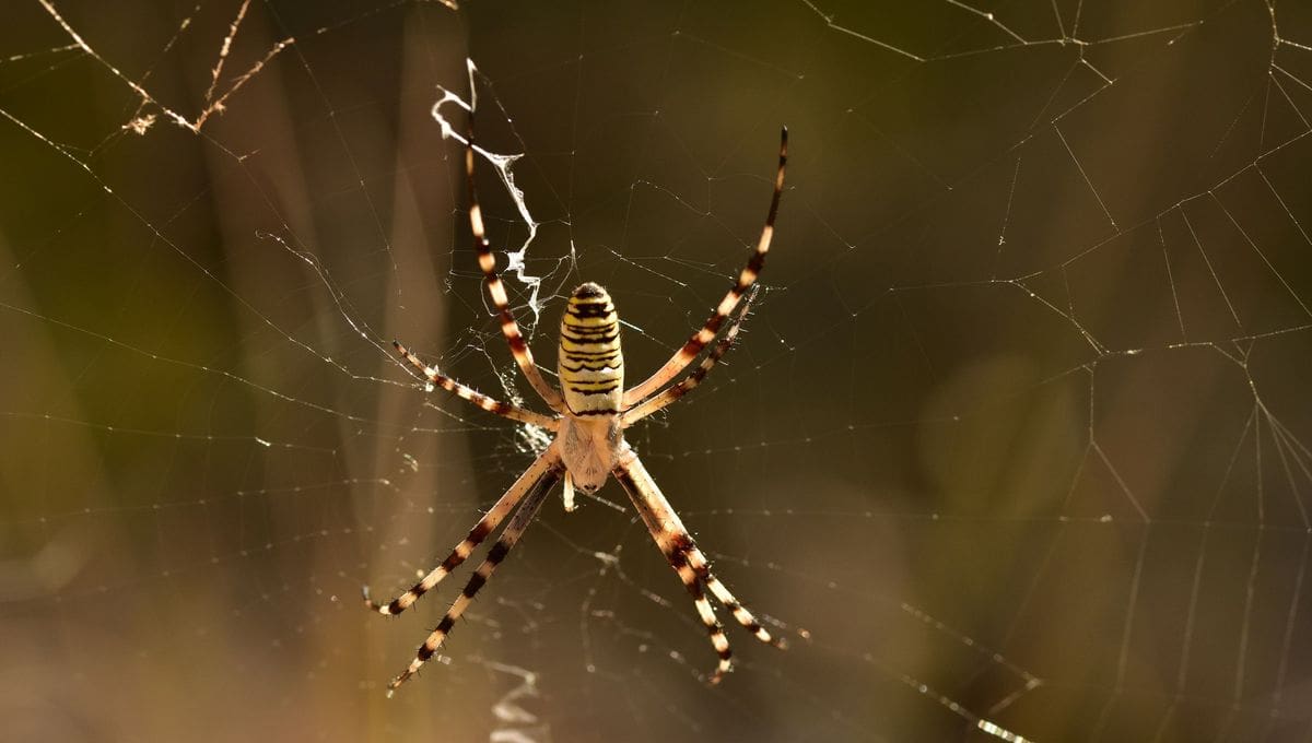 Vaucluse : panique à cause d’une araignée, bilan, un accident frontal