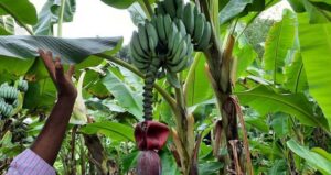 Chlordécone : l’État responsable, mais une indemnisation au compte-gouttes