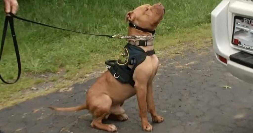 Amérique un chien tire avec un pistolet et blesse son propriétaire
