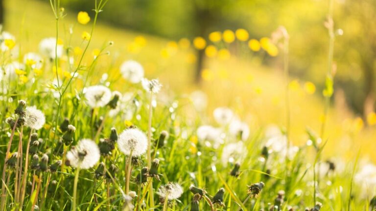 Météo du mardi 25 mars : douceur printanière… mais attention aux averses dans le Sud-Ouest !