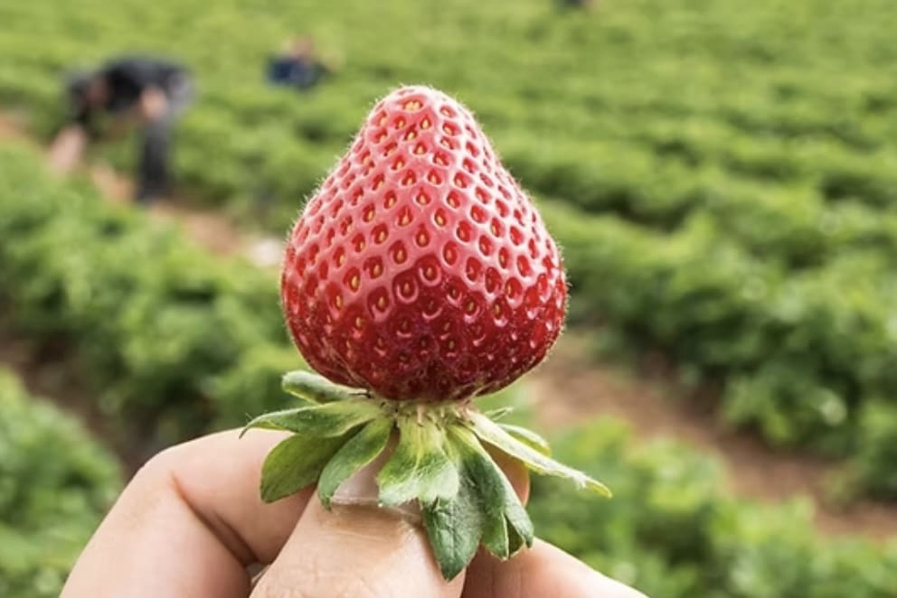Une fraise vendue 18 euros. Les vaut-elle vraiment?