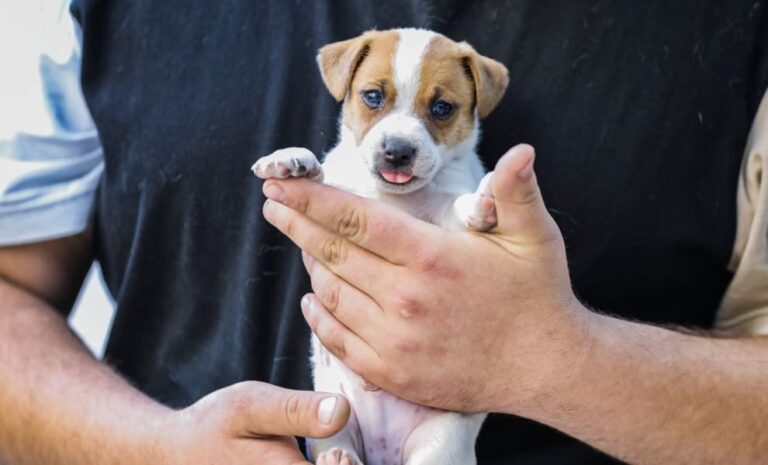 Chiots et chatons en click and collect : 30 Millions d’amis dénonce un détournement de la loi
