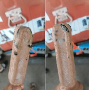 Thaïlande: un petit serpent découvert congelé dans une glace