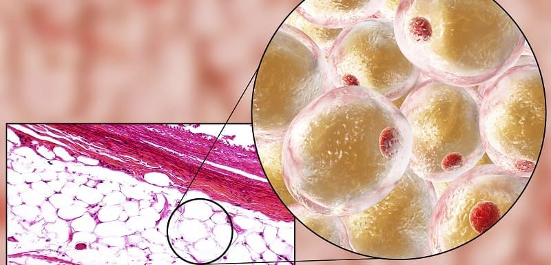 Découverte de cellules graisseuses dans l'abdomen pouvant percer le mystère de l'obésité