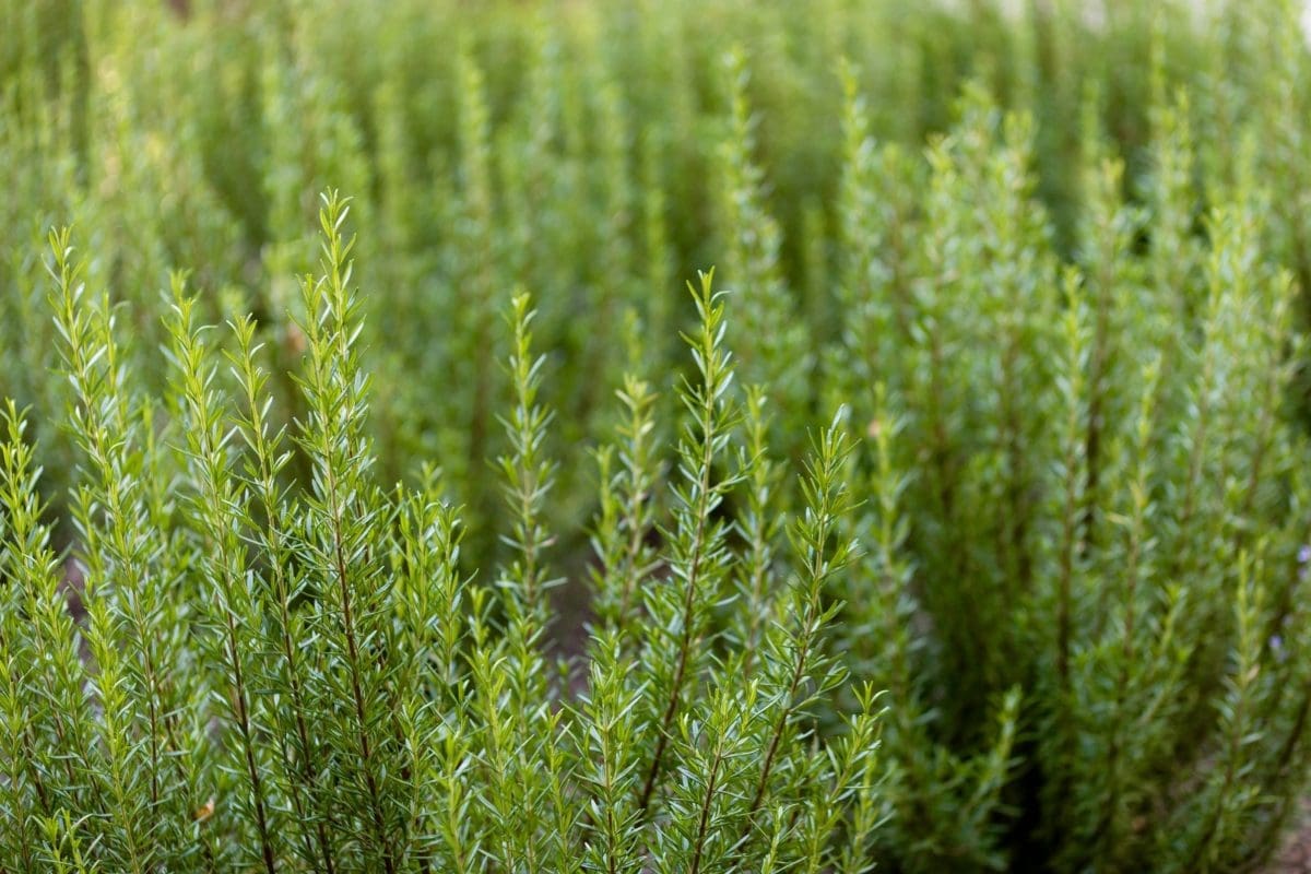 Des herbes pourraient aider à traiter la maladie d'Alzheimer