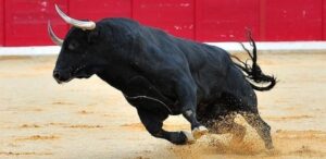 Des lutteurs mexicains préfèrent blesser les taureaux plutôt que de dénaturer le combat