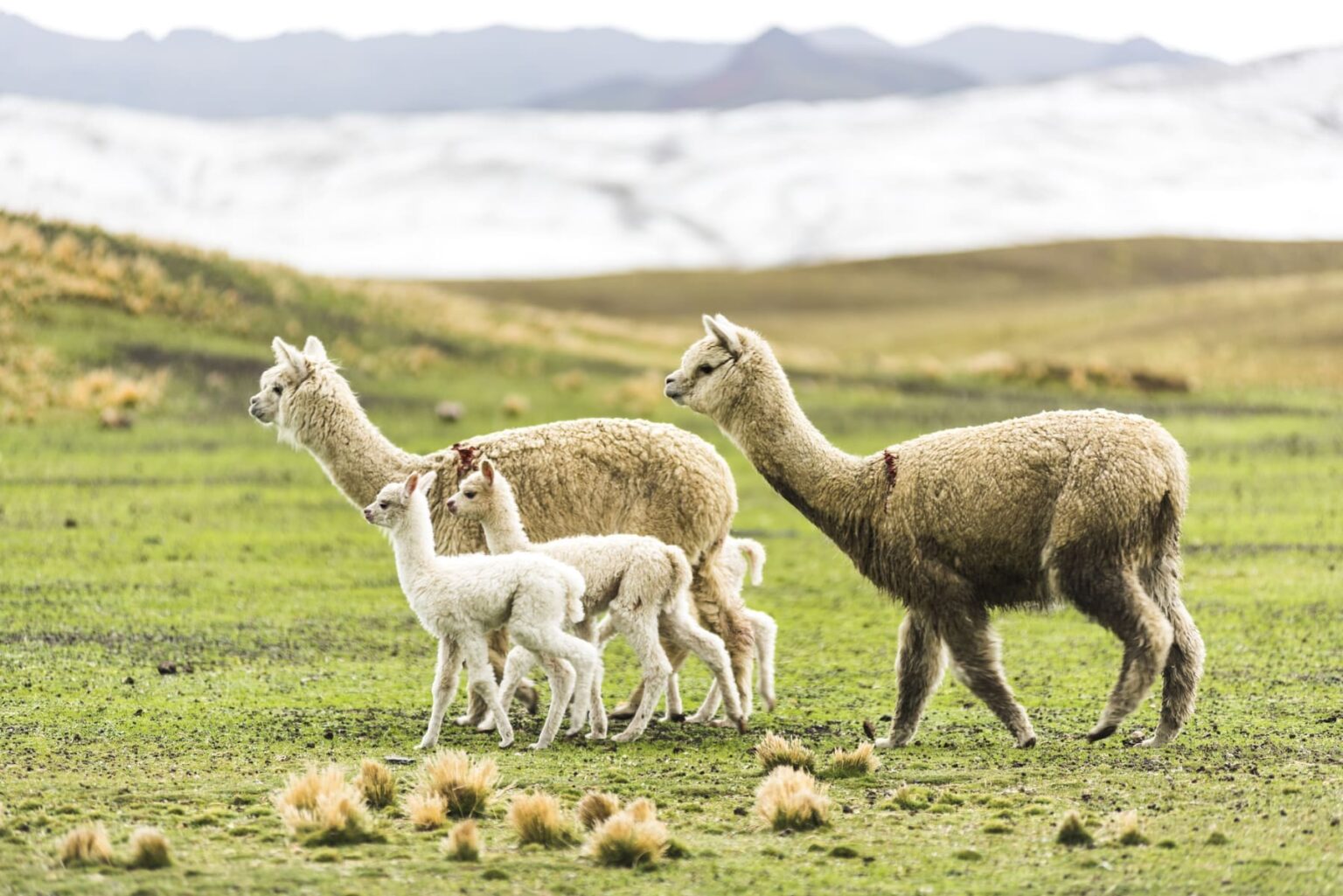 Scientists use alpaca antibodies to create new flu treatment