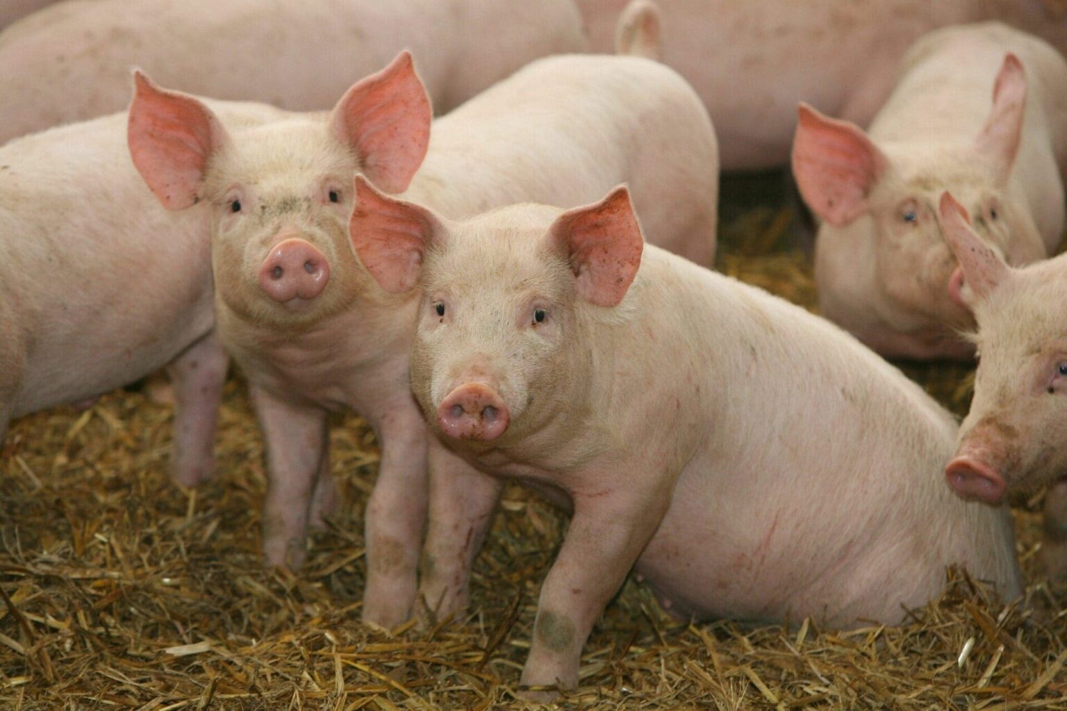 &lsquo;organes à partir de porcs génétiquement modifiés pourrait résoudre le problème de pénurie