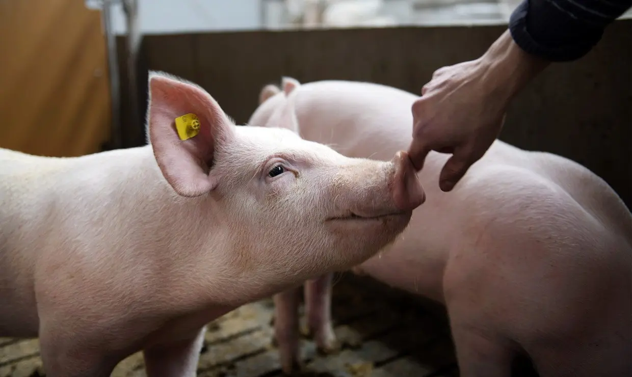 Danemark : Un artiste veut affamer trois porcelets pour dénoncer l’élevage industriel