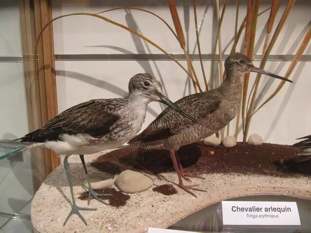 Vol spectaculaire au musée de Trignac : plus de 300 oiseaux empaillés dérobés