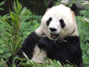 Le panda ne préfère pas la viande... Comment cet animal adorable est-il devenu végétarien ?