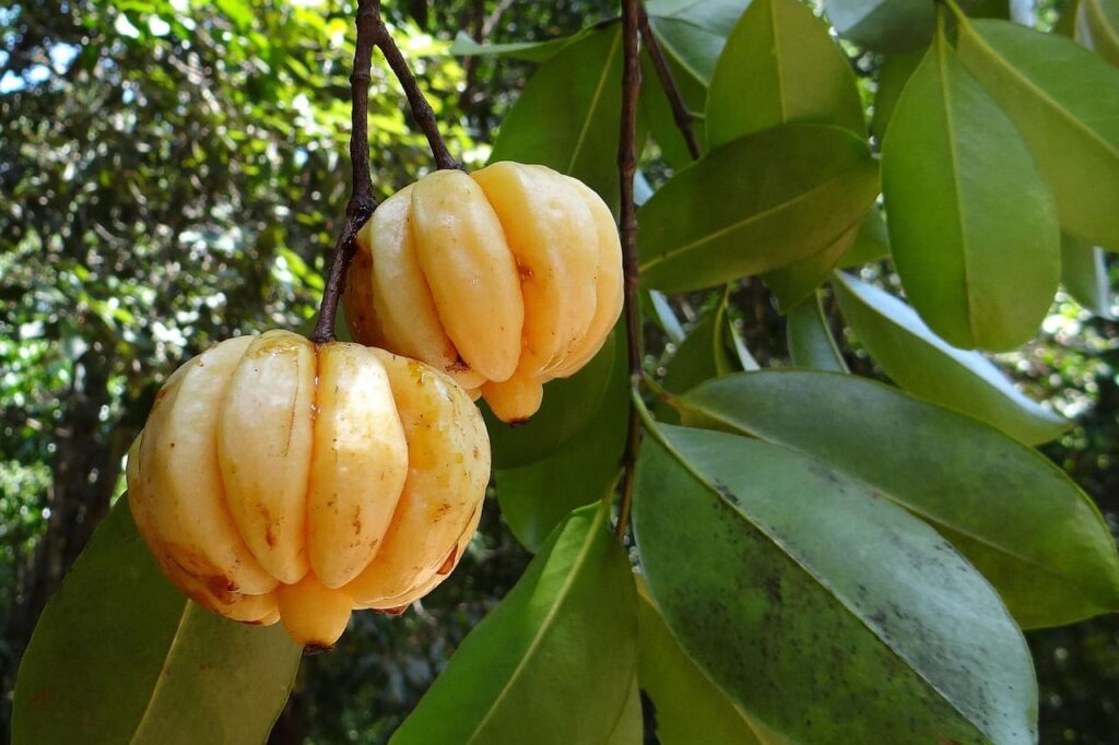 Le tamarin de Malabar