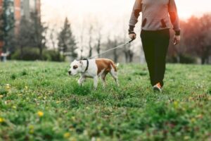 SANTÉ – Les humains et les chiens partagent un gène responsable de l’obésité