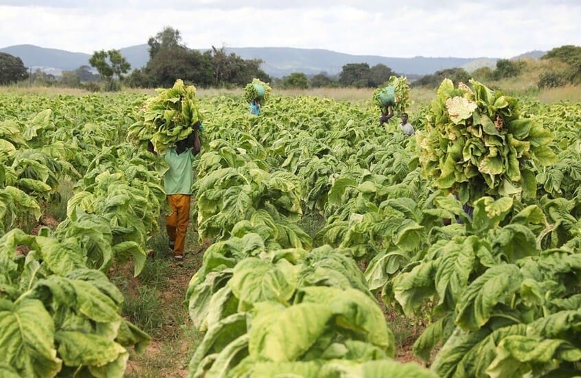 Les scientifiques découvrent un bienfait du tabac qui pourrait sauver des vies sur Terre et dans l'espace