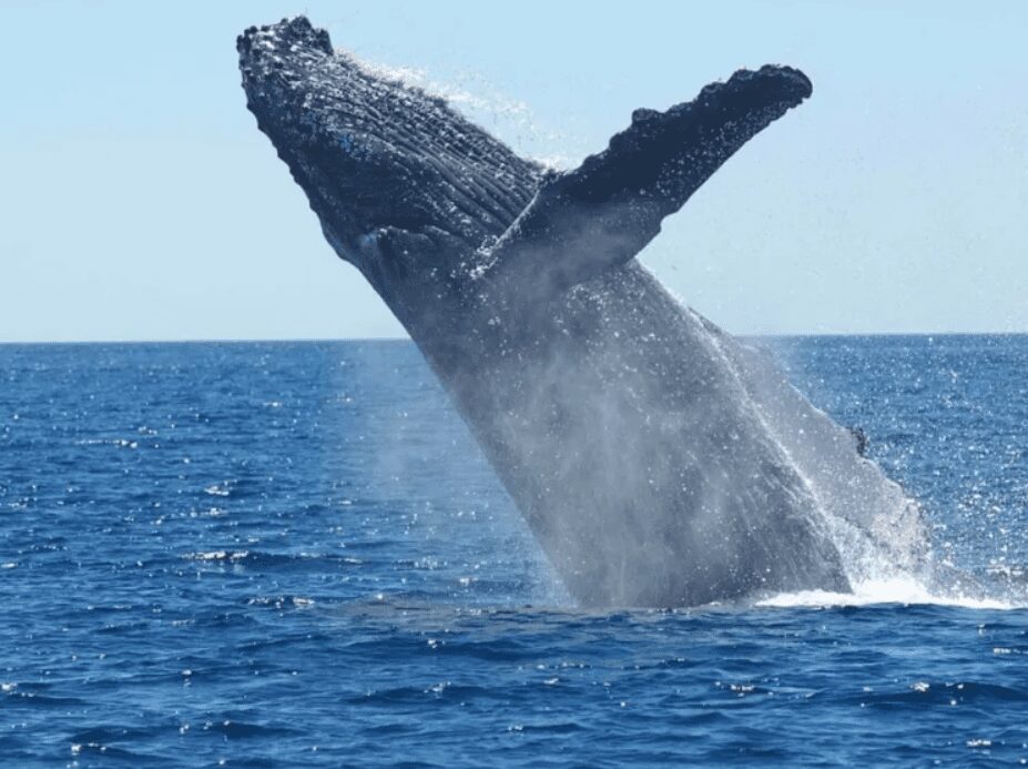 Les scientifiques révèlent une similitude étonnante entre le langage humain et celui des baleines