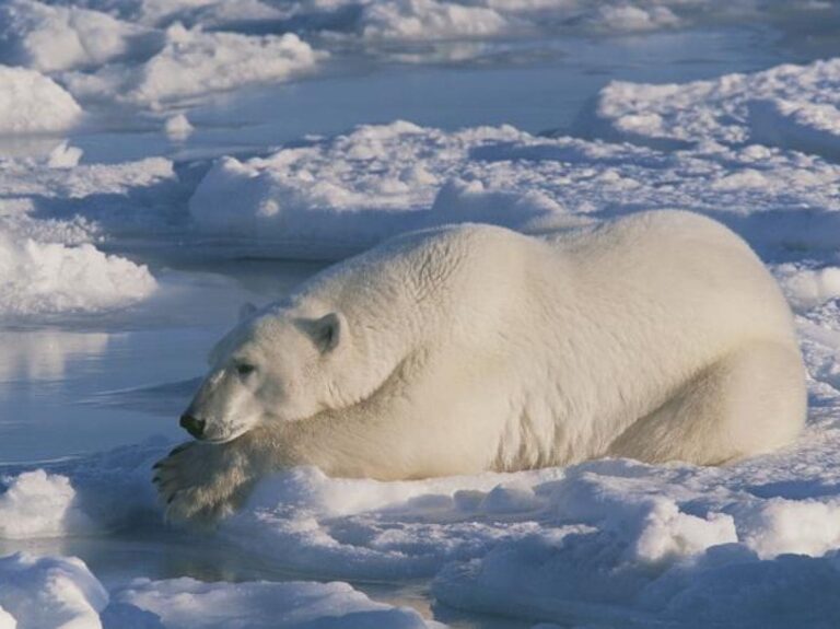 The polar bear, a marvel of nature whose fur never freezes
