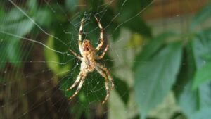 Plus fort que l'acier… voici le secret de la force des fils d'araignée