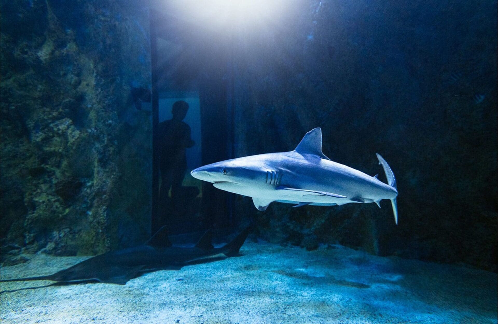 Australie - Naissance d'un requin-taureau sous les yeux des visiteurs d'un aquarium