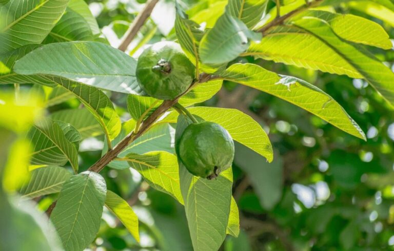 SANTÉ - Des conseils très précieux.. voici ce qui se passe lorsque vous mâchez des feuilles de goyave
