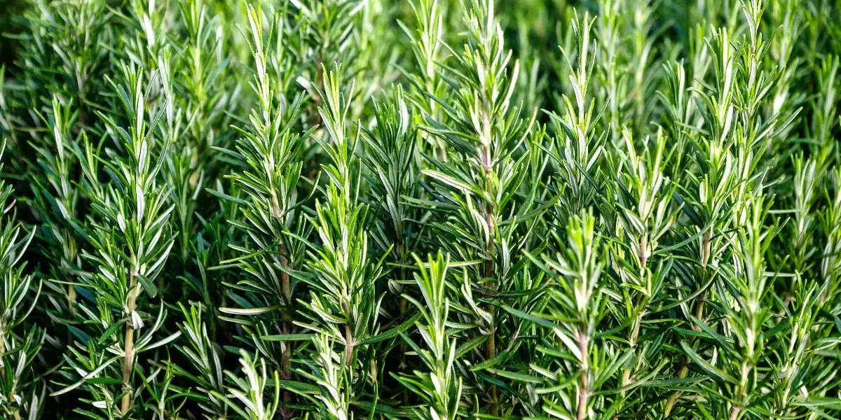 SANTÉ - Des herbes célèbres qui pourraient aider à traiter la maladie d'alzheimer