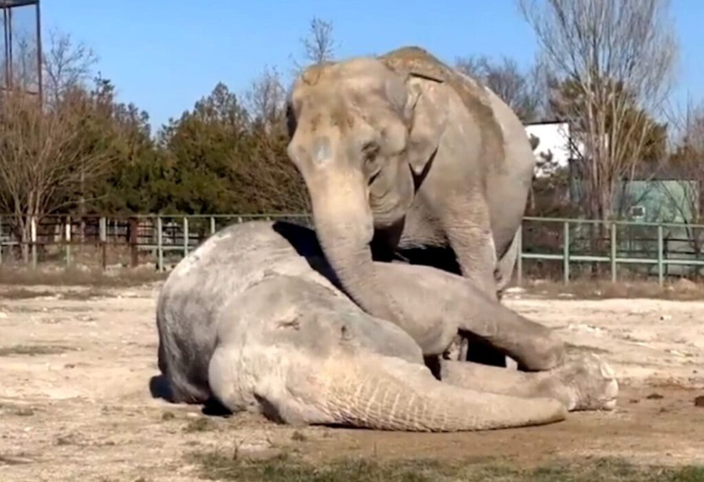 La vidéo déchirante d'un éléphant assistant à la mort de son partenaire de cirque