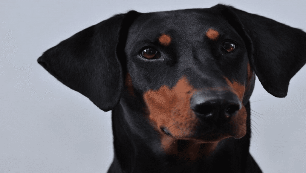 Une chinoise clone son chien pour 22 000 dollars !