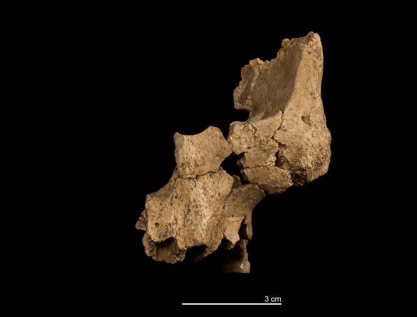 Découverte du plus ancien fossile partiel du visage d'un ancêtre de l'homme en europe de l'ouest