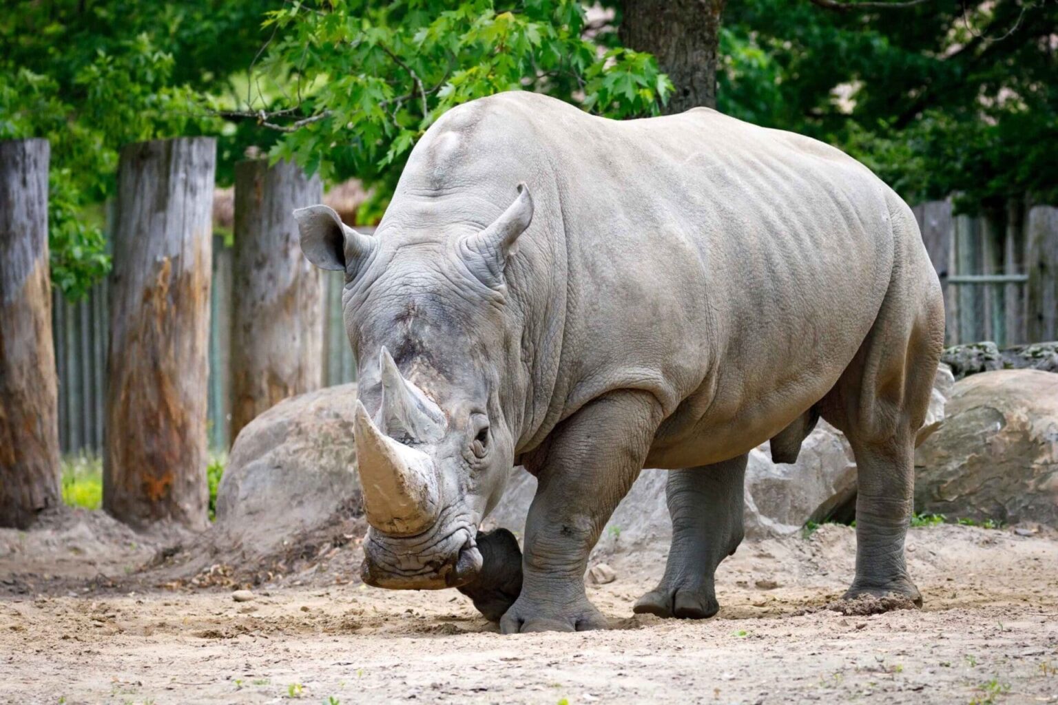 Zoo-de-Granby_Header_1920x1280_Rhinoceros-blanc_1