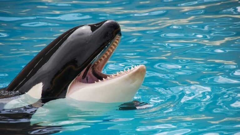 Antibes : les orques du Marineland bientôt transférés 
