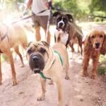Le promeneur de chiens qui rayait les voitures par agacement a été condamné