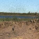 Toscane : envahie par les moucherons, la station balnéaire d’Orbetello décrète l’urgence