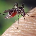 Chikungunya : La Réunion lance sa campagne de vaccination lundi