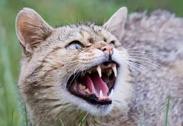 Un homme mordu par un chat sauvage se retrouve infecté par une bactérie encore inconnue sur Terre