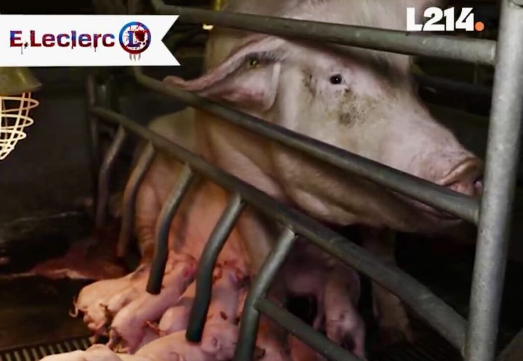 Le parquet de Saint-Malo ouvre une enquête pour maltraitance animale dans un élevage porcin fournissant Leclerc