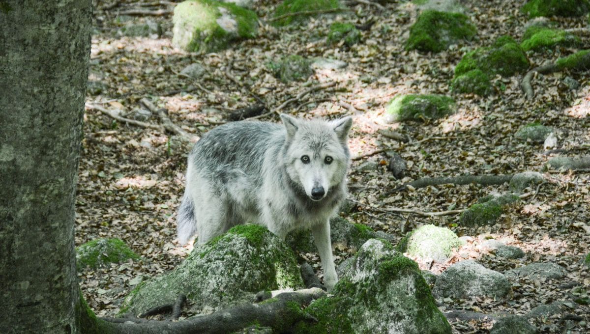 Le loup est officiellement de retour dans les Landes 