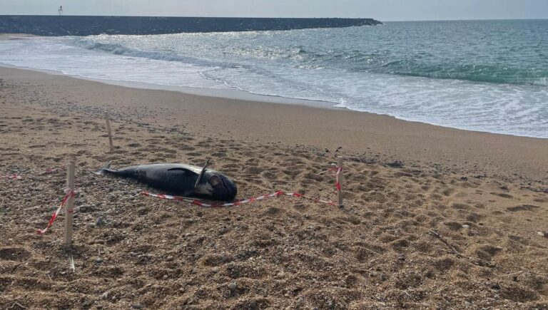 Un bébé globicéphale s’échoue sur une plage des Landes : une première pour les spécialistes