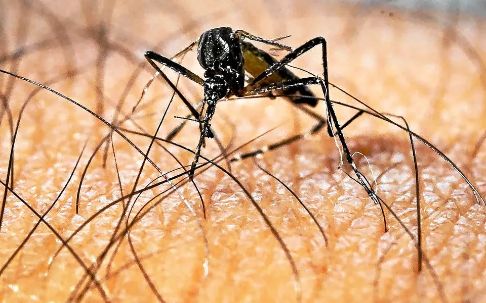 Épidémie de chikungunya à La Réunion : les plus de 65 ans exclus de la vaccination