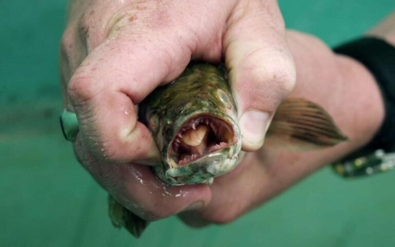 Invasion inquiétante : un poisson marche sur terre et menace la faune aquatique U.S