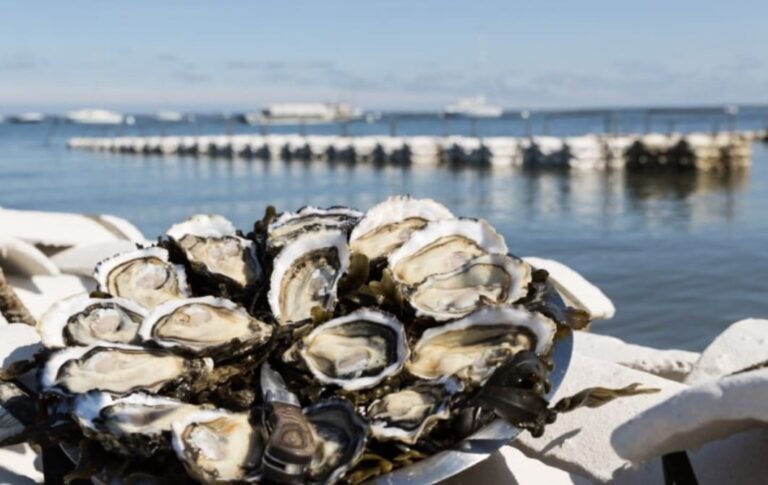 Bassin d’Arcachon : les huîtres meurent, un ver venu du Pacifique dans le viseur