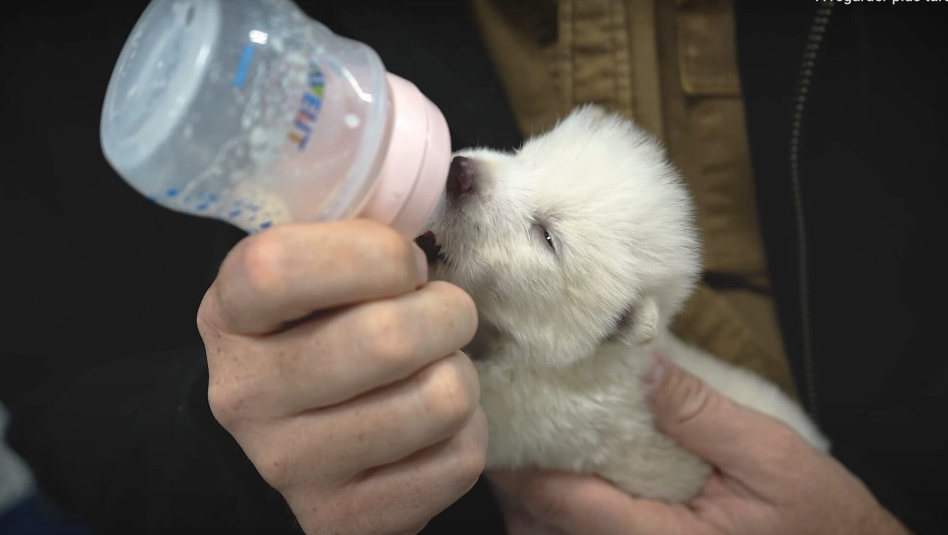 Romulus, Remus et Khaleesi : ils ont resuscité les "loups géants", vieux de plus de 10 000 ans
