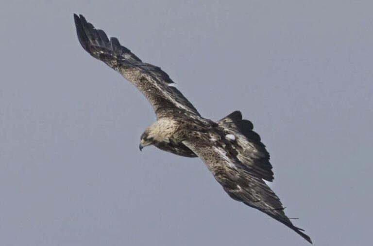 Hérault : un parc éolien suspendu un an après la mort d’un aigle royal