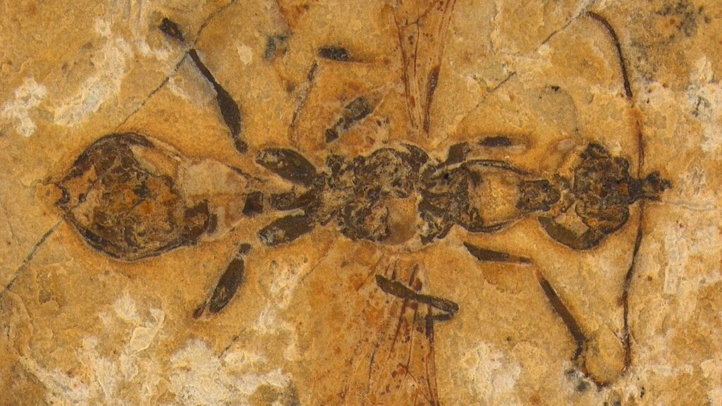 Découverte de "la plus ancienne fourmi fossilisée de l'histoire" !