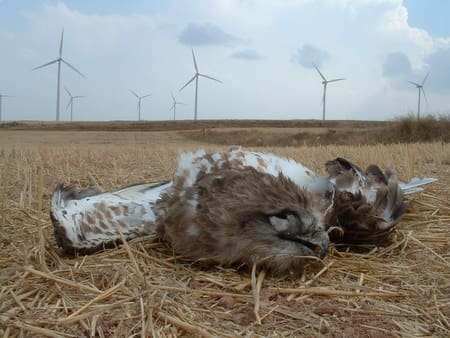 Eoliennes Oiseaux Morts