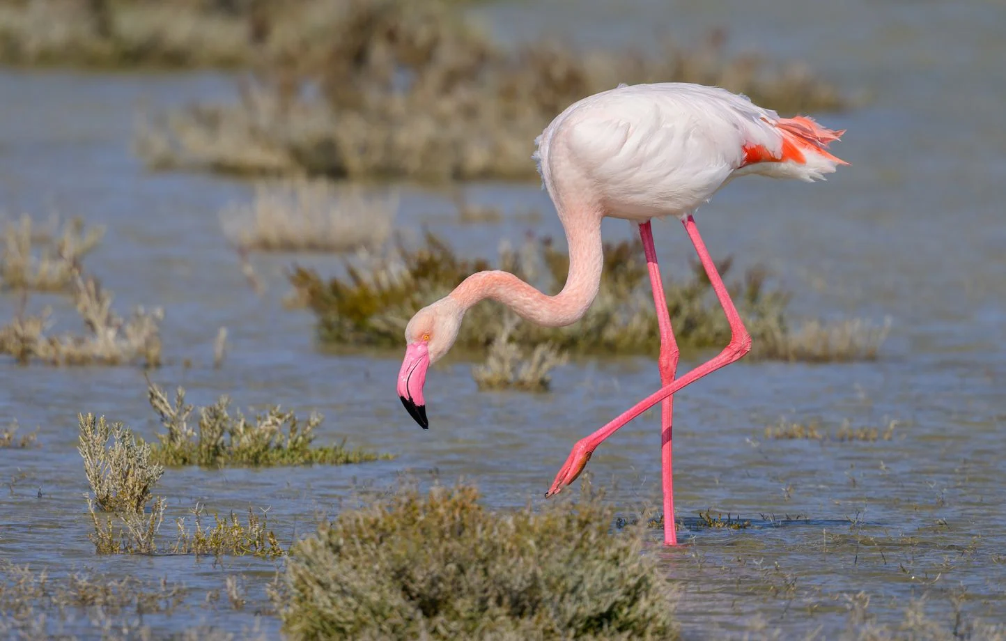 520 œufs détruits en Camargue : la production du film “Donne-moi des ailes” condamnée