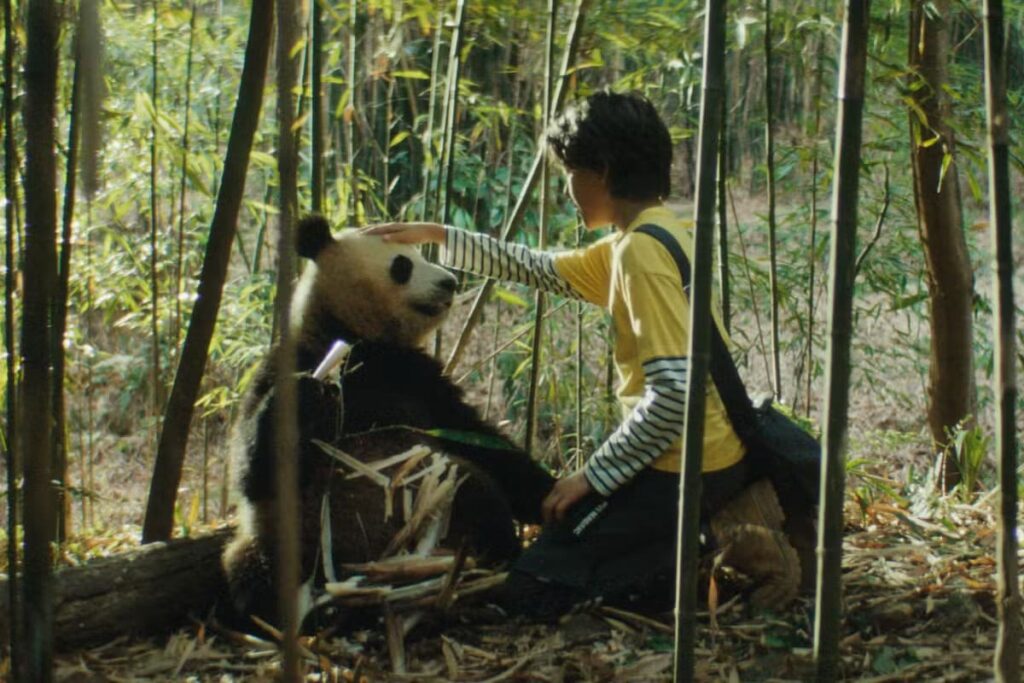 « Moon le panda » : un tournage au plus près de la nature dans les montagnes chinoises
