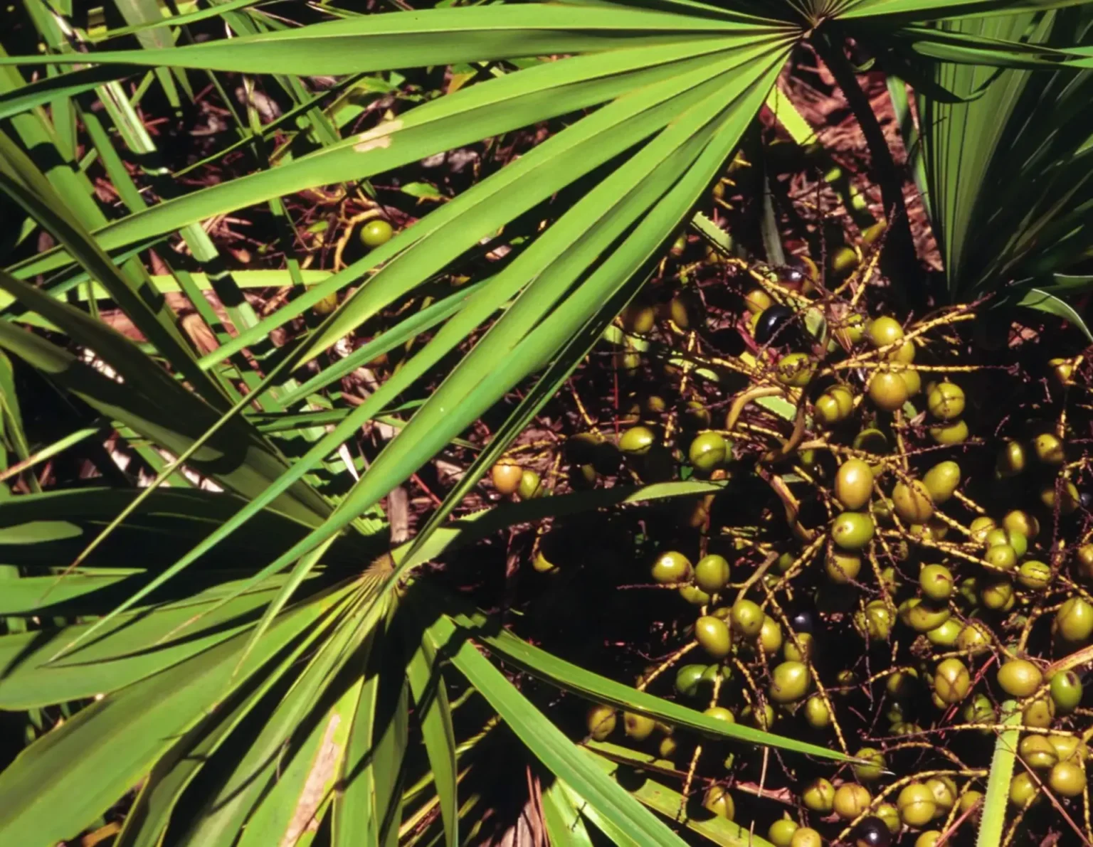 Le palmier nain peut-il traiter l’hypertrophie de la prostate