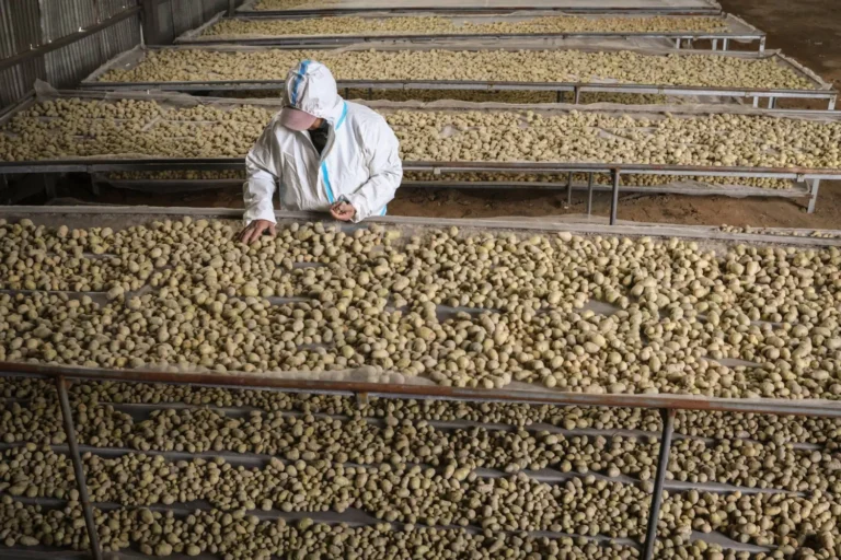 SANTÉ - Les pommes de terre sont-elles mauvaises pour la santé ?