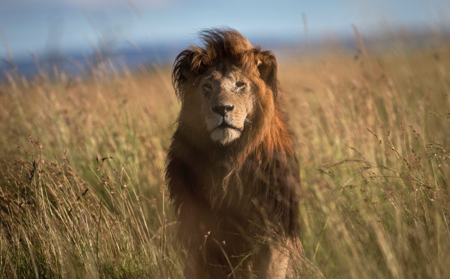 Kenya : une adolescente de 14 ans tuée par un lion près de Nairobi. Un homme piétiné par un éléphant la veille