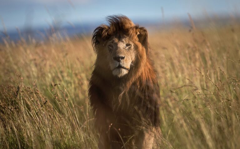 Kenya : une adolescente de 14 ans tuée par un lion près de Nairobi. Un homme piétiné par un éléphant la veille