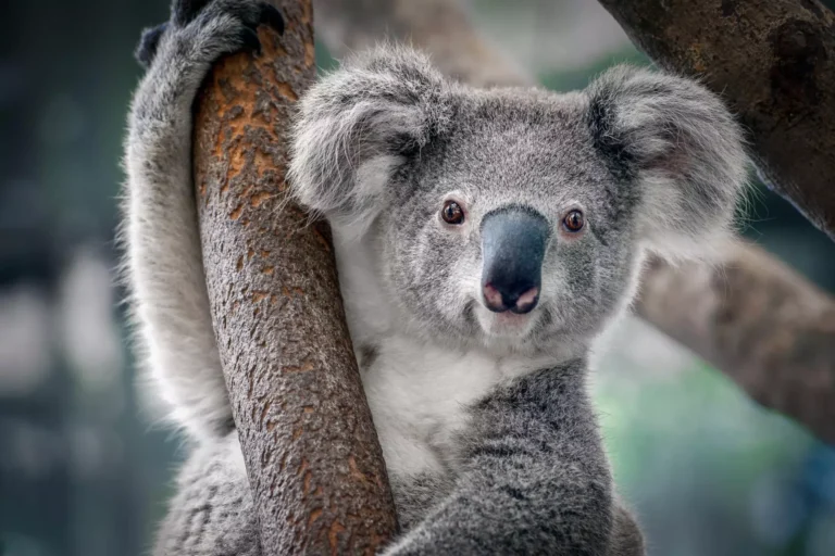 Australie : abattage controversé de plus de 750 koalas dans le parc national